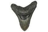 Fossil Megalodon Tooth - North Carolina #355835-1